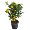 image CALAMONDIN 1/2TIGE