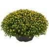 image CHRYSANTHEME MULTI 50/60 COUPE