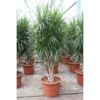 image DRACAENA MARGINATA RAMIFIE
