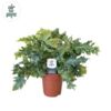 image PHLEBODIUM DAVANA