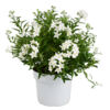 image SOLANUM JASMINOIDES