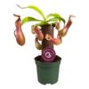 image NEPENTHES