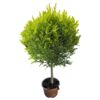 image CUPRESSUS GOLD TIGE
