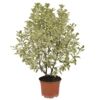image PITTOSPORUM