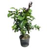 image CITRONNIER VERT 1/2TIGE