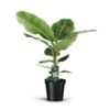 image MUSA DWARF