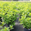 image HORTENSIA PANICULATA