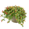 image PORTULACA POURPIER