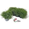 image GYPSOPHILA BLANC