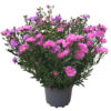 image ASTER 3COULEURS P COLORE