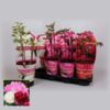 image PAEONIA PIVOINE VARIEES