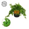 image PEPEROMIA ROTUNDIFOLIA