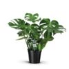 image PHILODENDRON MONSTERA