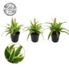 image CHLOROPHYTUM OCEAN