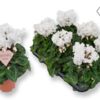 image CYCLAMEN MERENQUE BLANC