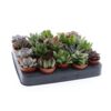 image SUCCULENTE VARIEE