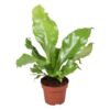 image ASPLENIUM NIDUS