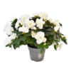 image AZALEE INDICA 30CM BLANCHE