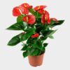 image ANTHURIUM ANDREANUM RED WINNER &