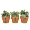 image SUCCULENTE VARIEES P TERRE