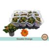 image KALANCHOE FL DBLE ORANGE