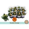 image KALANCHOE FL DBLE ORANGE