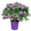 image POLYGALA MYRTIFOLIA P COLORE