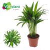 image ARECA