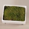 image MOUSSE PLATE