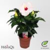 image HIBISCUS LONGLIFE BLANC