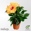 image HIBISCUS LONGLIFE ORANGE