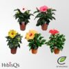 image HIBISCUS LONGLIFE VARIES