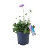 image SCABIEUSE BUTTERFLY