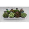 image SEMPERVIVUM VARIES