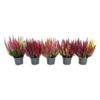 image ERICA CALLUNA BEAUTY LADY 3COULEURS