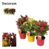 image CELOSIE HOT TOPIC VARIEES DECORUM