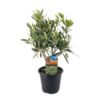 image OLEA EUROPEA