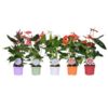image ANTHURIUM ANDREANUM VARIES &