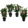 image CAMELLIA JAPONICA