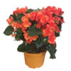 image BEGONIA RIEGGER P COLORE
