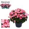 image BEGONIA BETULIA CANDY ROSE