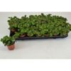 image FITTONIA BUBBLE RED