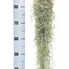 image TILLANDSIA USNOIDES 55CM
