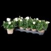 image PLATYCODON GRANDIFLORUM BLANC