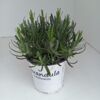 image LAVANDE EDELWEISS