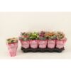 image KALANCHOE FL DBLE