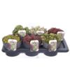 image SEMPERVIVUM VARIE