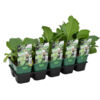 image BOURRACHE OFFICINALE