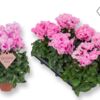 image CYCLAMEN MERENQUE ROSE