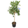 image CEDRATIER TIGE